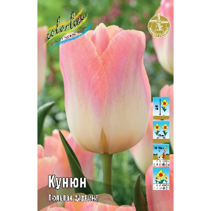 Тюльпан Кунюн (ИС) 8