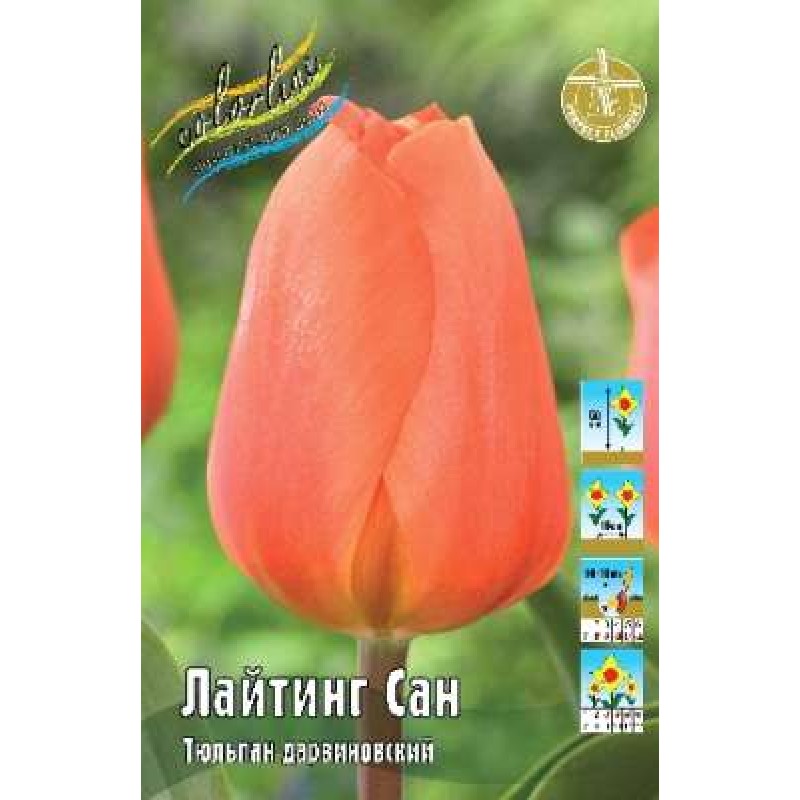 Тюльпан Лайтинг сан (ИС) 7
