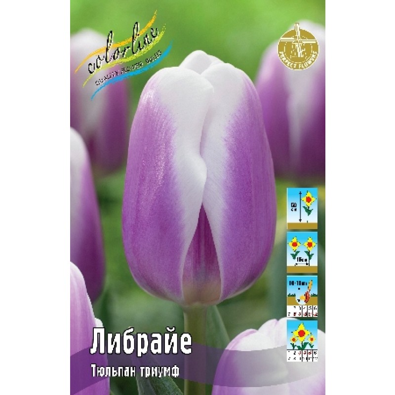 Тюльпан Либрайе (ИС) 3 эконом