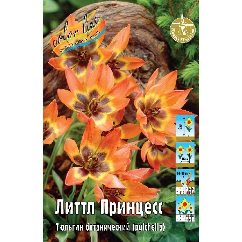 Тюльпан Литтл Принцесс 6+ (ИС) 10