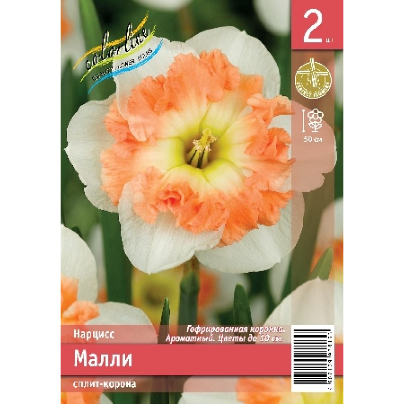 Нарциссы Малли (ИС) 2 эконом