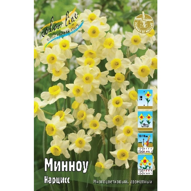 Нарциссы Минноу (ИС) 3 эконом
