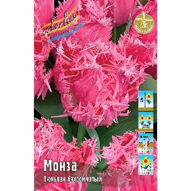 Тюльпан Монза (ИС) 3 эконом