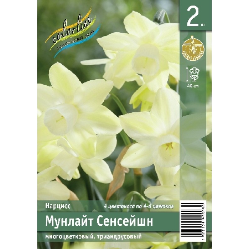 Нарциссы Мунлайт Сенсейшн (ИС) 2 эконом