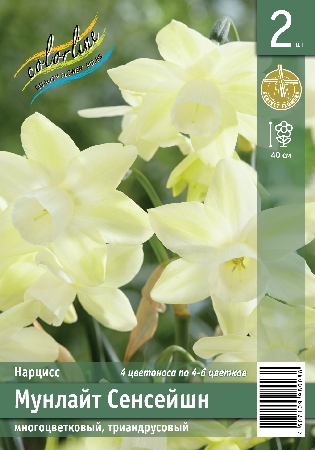 Мунлайт сенсейшн