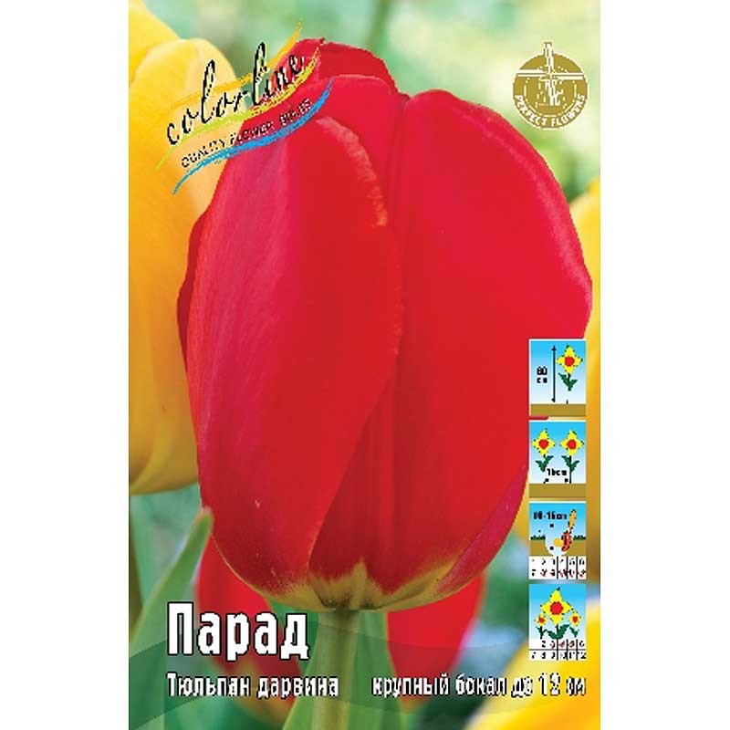 Тюльпан Парад (ИС) 3 эконом
