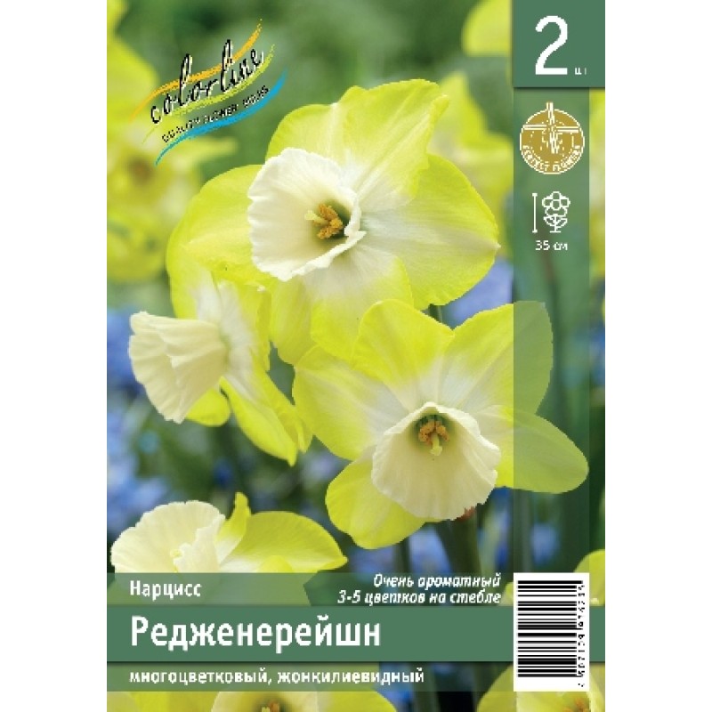 Нарциссы Редженерейшн (ИС) 2 эконом