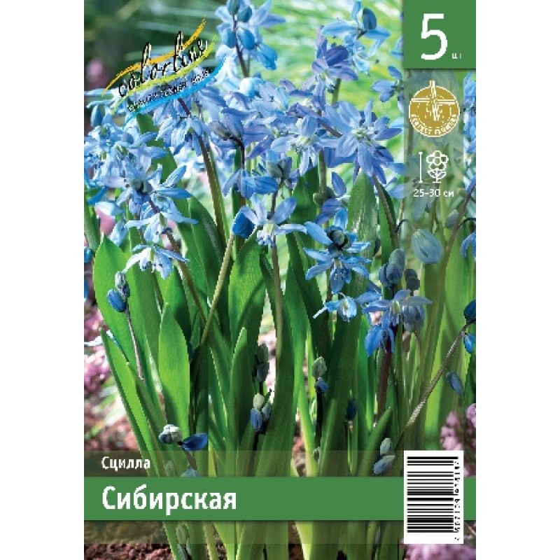 Сцилла Сибирская (ИС) 5 эконом