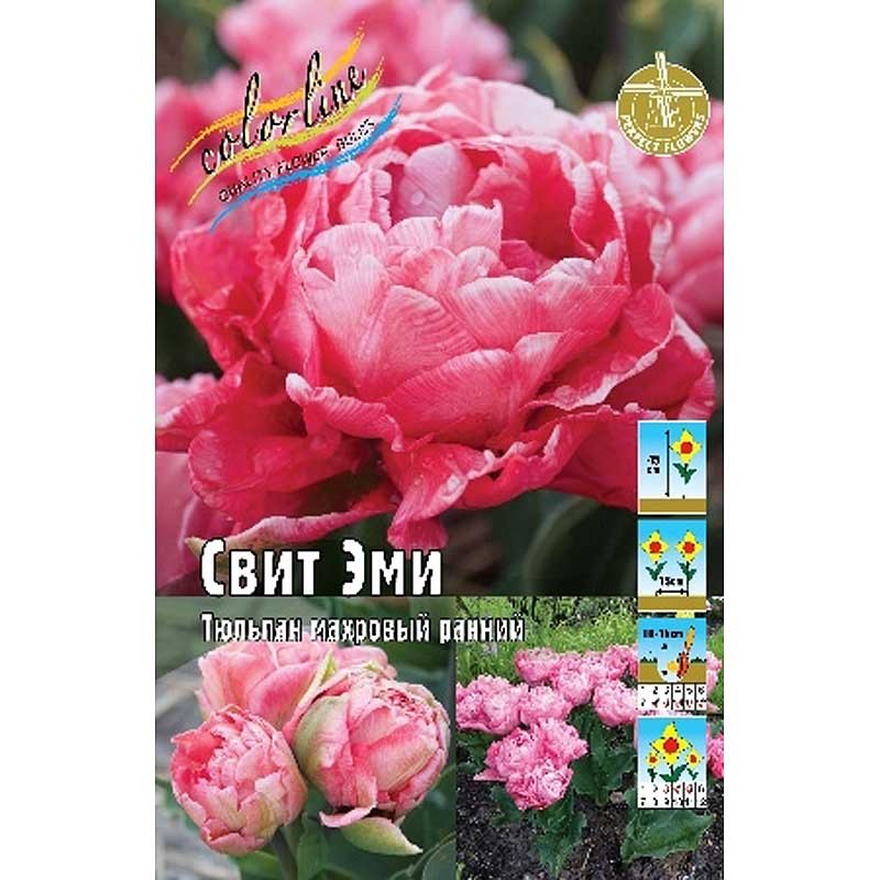 Тюльпан Свит Эми (ИС) 2 эконом
