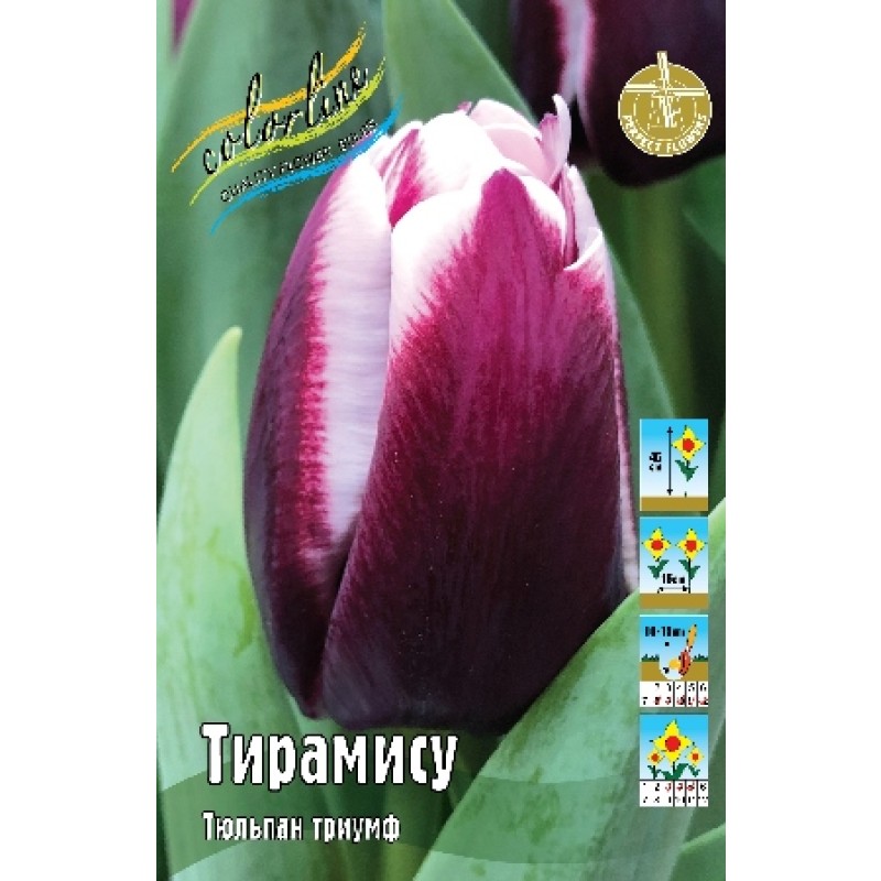 Тюльпан  Тирамису (ИС) 3 эконом