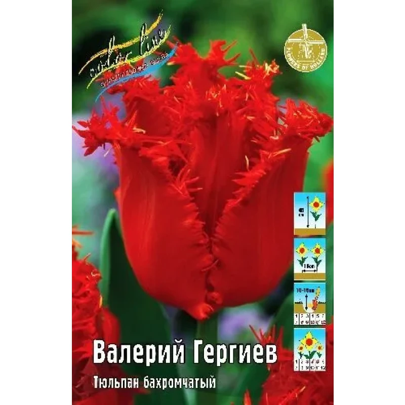 Тюльпан Валерий Гергиев (ИС) 2 эконом