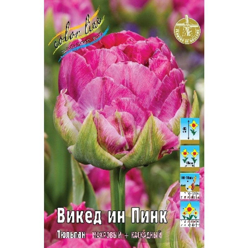 Тюльпан Викед ин Пинк (ИС) 7