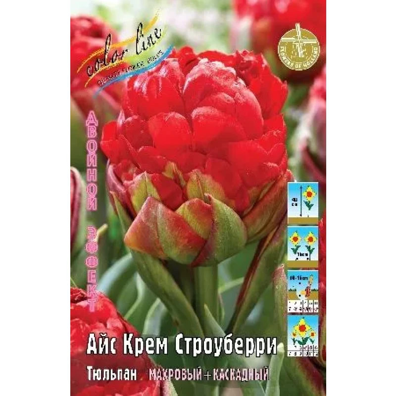 Тюльпан Айс Крим Строуберри (ИС) 2 эконом