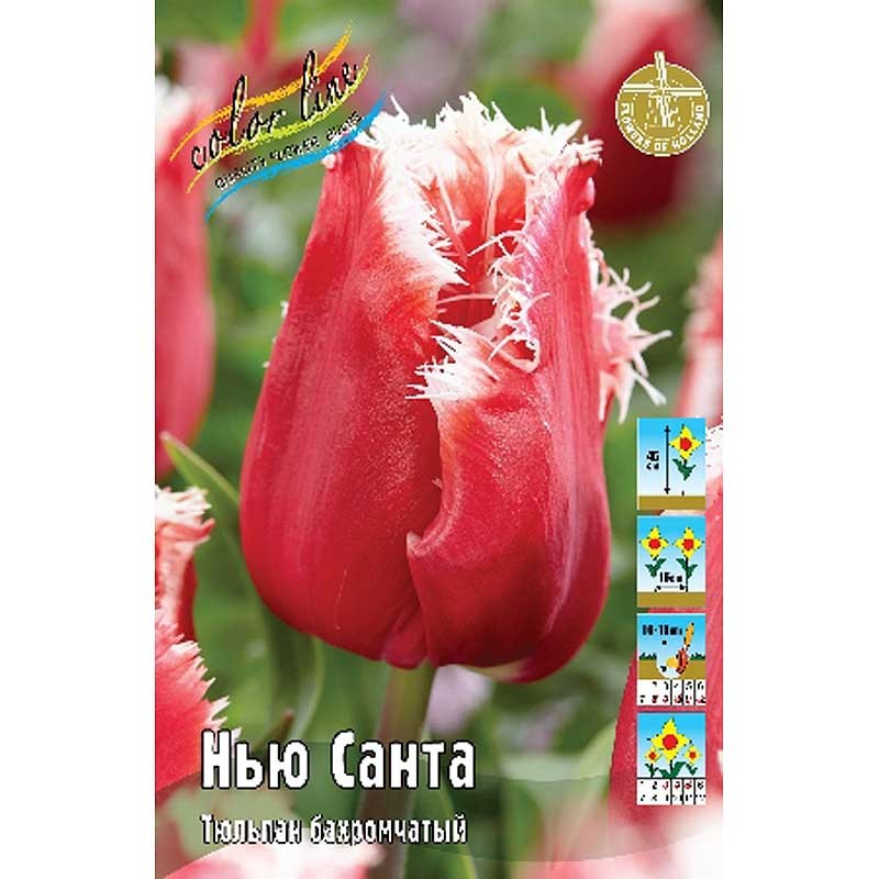 Тюльпан Нью Санта 11/12 (ИС) 8