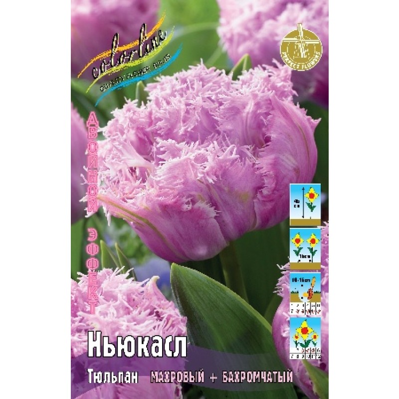 Тюльпан Ньюкасл (ИС) 7